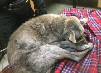 Pies odebrany właścicielom z Sosnowca – fot. OTOZ Animals Inspektorat Gliwice