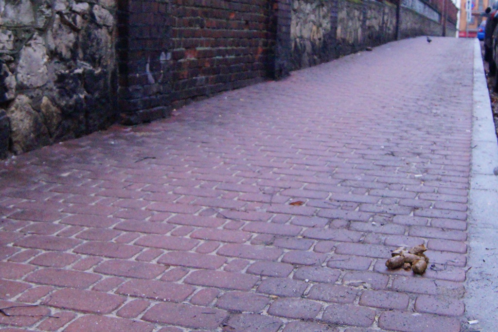 Psie kupy w Sosnowcu - fot. MC