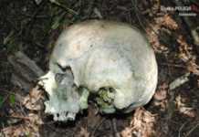 Policjanci wyjaśnili zagadkę czaszki - fot. KMP Sosnowiec