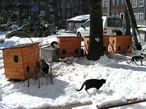 Domki dla kotów - fot. Printerest