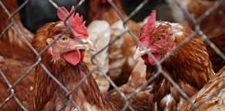 Ptasia grypa – fot. Pixabay