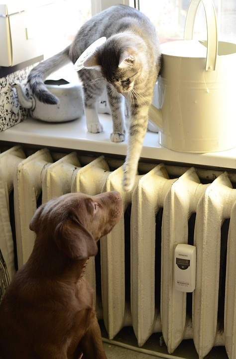 Kot i pies - fot. Pixabay