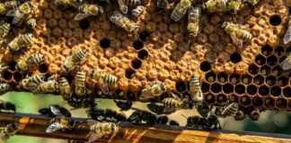 Pszczoły – fot. Pixabay