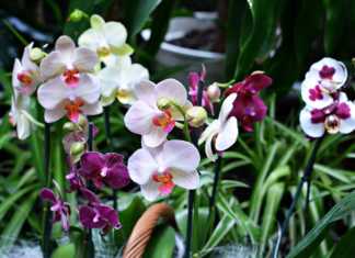 Dni Orchidei - fot. arch. TZ