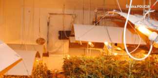 Policjanci zlikwidowali plantację marihuany- fot. KPP Będzin