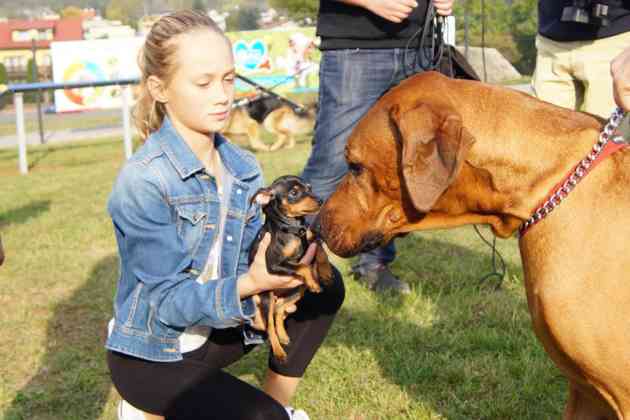 Strefa Psiej Aktywności w Będzinie - fot. MC