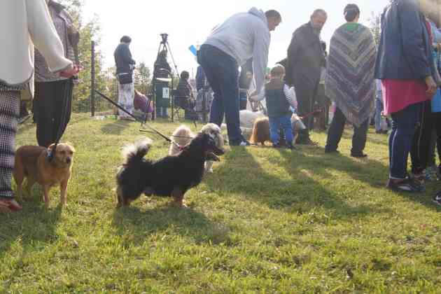 Strefa Psiej Aktywności w Będzinie - fot. MC