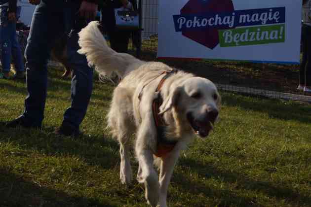 Strefa Psiej Aktywności w Będzinie - fot. MC