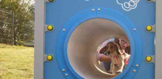 Strefa Psiej Aktywności w Będzinie - fot. MC