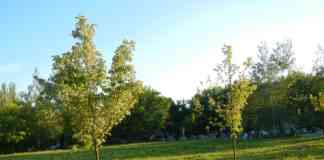 116 drzew dla Sosnowca - fot. Przemysław Bartos