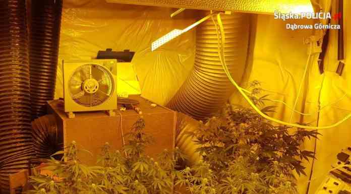 W zamkniętej kopalni hodowali konopie indyjskie