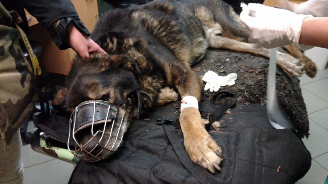 Pies odebrany właścicielom z Dąbrowy Górniczej - fot. OTOZ Animals Inspektorat Gliwice