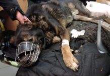 Pies odebrany właścicielom z Dąbrowy Górniczej - fot. OTOZ Animals Inspektorat Gliwice