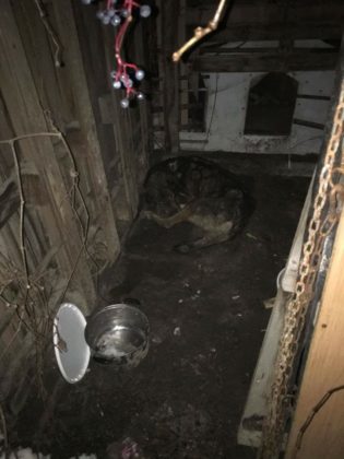 Pies odebrany właścicielom z Dąbrowy G&oacute;rniczej - fot. OTOZ Animals Inspektorat Gliwice