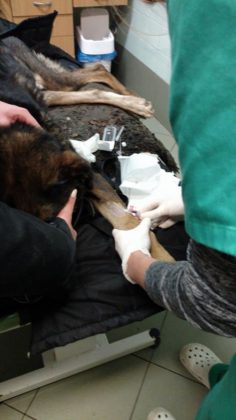 Pies odebrany właścicielom z Dąbrowy G&oacute;rniczej - fot. OTOZ Animals Inspektorat Gliwice