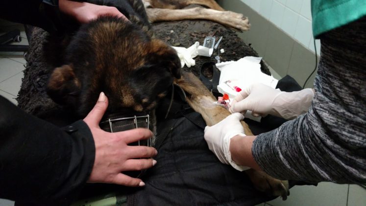 Pies odebrany właścicielom z Dąbrowy G&oacute;rniczej - fot. OTOZ Animals Inspektorat Gliwice