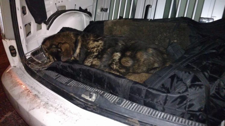 Pies odebrany właścicielom z Dąbrowy G&oacute;rniczej - fot. OTOZ Animals Inspektorat Gliwice