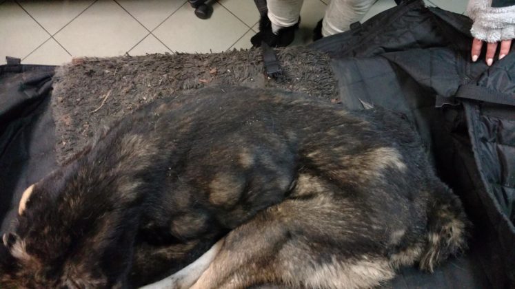 Pies odebrany właścicielom z Dąbrowy G&oacute;rniczej - fot. OTOZ Animals Inspektorat Gliwice