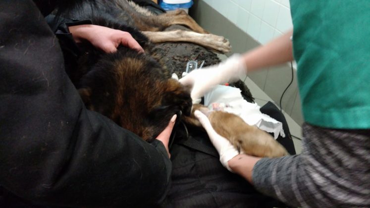 Pies odebrany właścicielom z Dąbrowy G&oacute;rniczej - fot. OTOZ Animals Inspektorat Gliwice