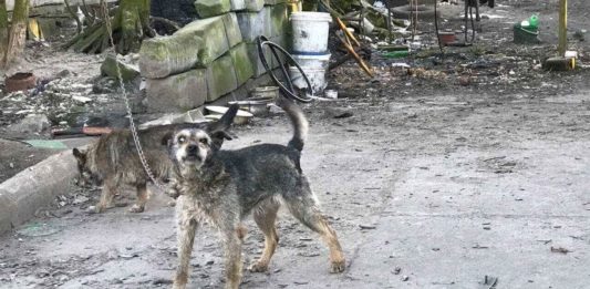 Psy na jednej z posesji w Trzebiesławicach - fot. OTOZ Animals Gliwice