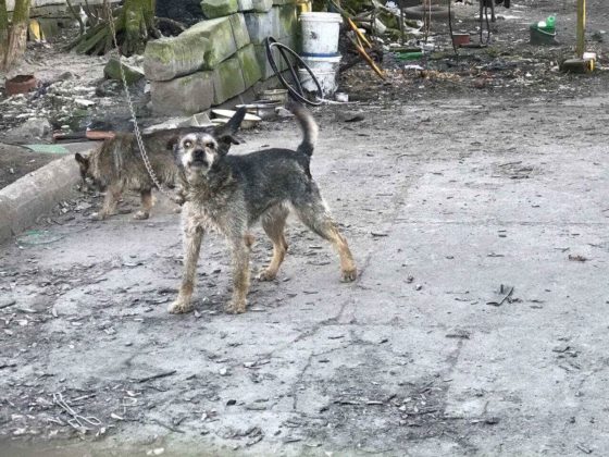 Psy na jednej z posesji w Trzebiesławicach - fot. OTOZ Animals Gliwice