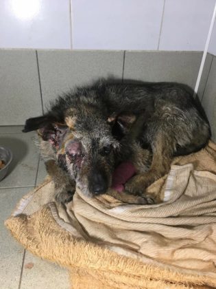 Jeden z 13 odebranych ps&oacute;w w Trzebiesławicach - fot. OTOZ Animals z Gliwic