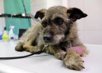 Jeden z 13 odebranych psów w Trzebiesławicach - fot. OTOZ Animals z Gliwic