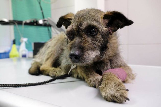 Jeden z 13 odebranych ps&oacute;w w Trzebiesławicach - fot. OTOZ Animals z Gliwic