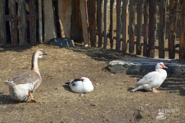 Zagajnik Wielkanocny w Będzinie - fot. mat.pras.