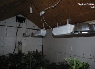 Plantacja konopi indyjskich - fot. KPP Będzin