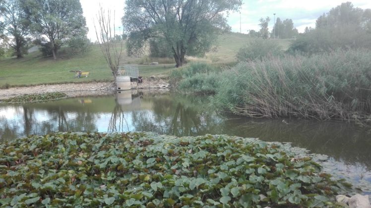 Wysychające jeziorko przy G&oacute;rce Środulskiej - fot. archiwum prywatne