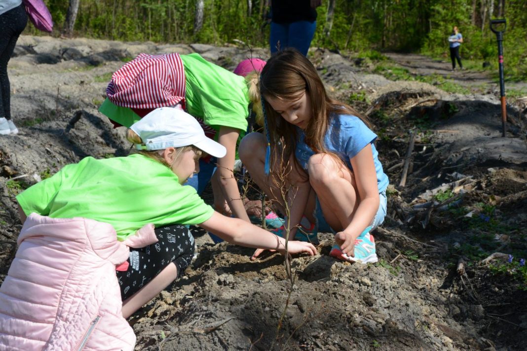 W lasku grodzieckim pojawiło się 660 nowych drzew - fot. Łukasz Komoniewski/ Facebook