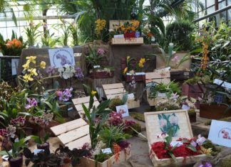 Dni Orchidei 2018 - fot. MC