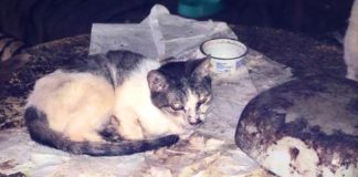 Dramat kotów w Sosnowcu - fot. Schronisko dla bezdomnych zwierząt w Sosnowcu