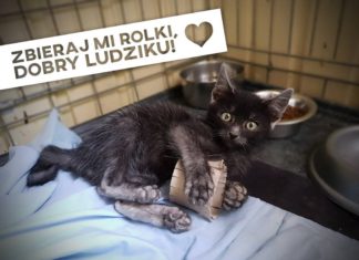 Rolki dla schroniska - fot. KOToteka/Facebook
