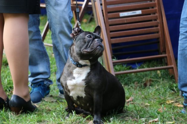 Psiaczkownia Czeladź - fot. UM Czeladź