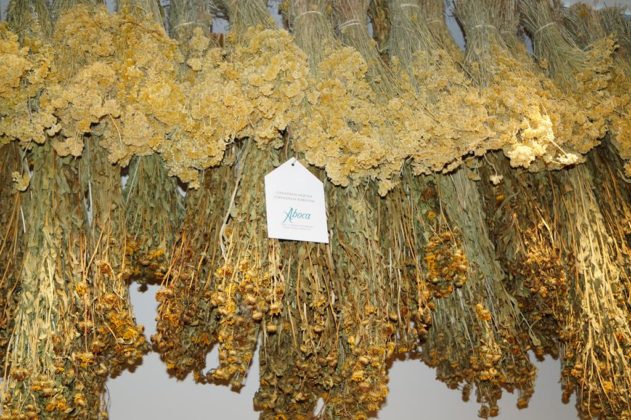 Muzeum Medycyny i Farmacji w Sosnowcu - fot. MC