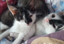 Kotka Migotka - fot. SosnoŚląskie koty do adopcji