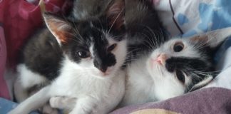 Kotka Migotka - fot. SosnoŚląskie koty do adopcji