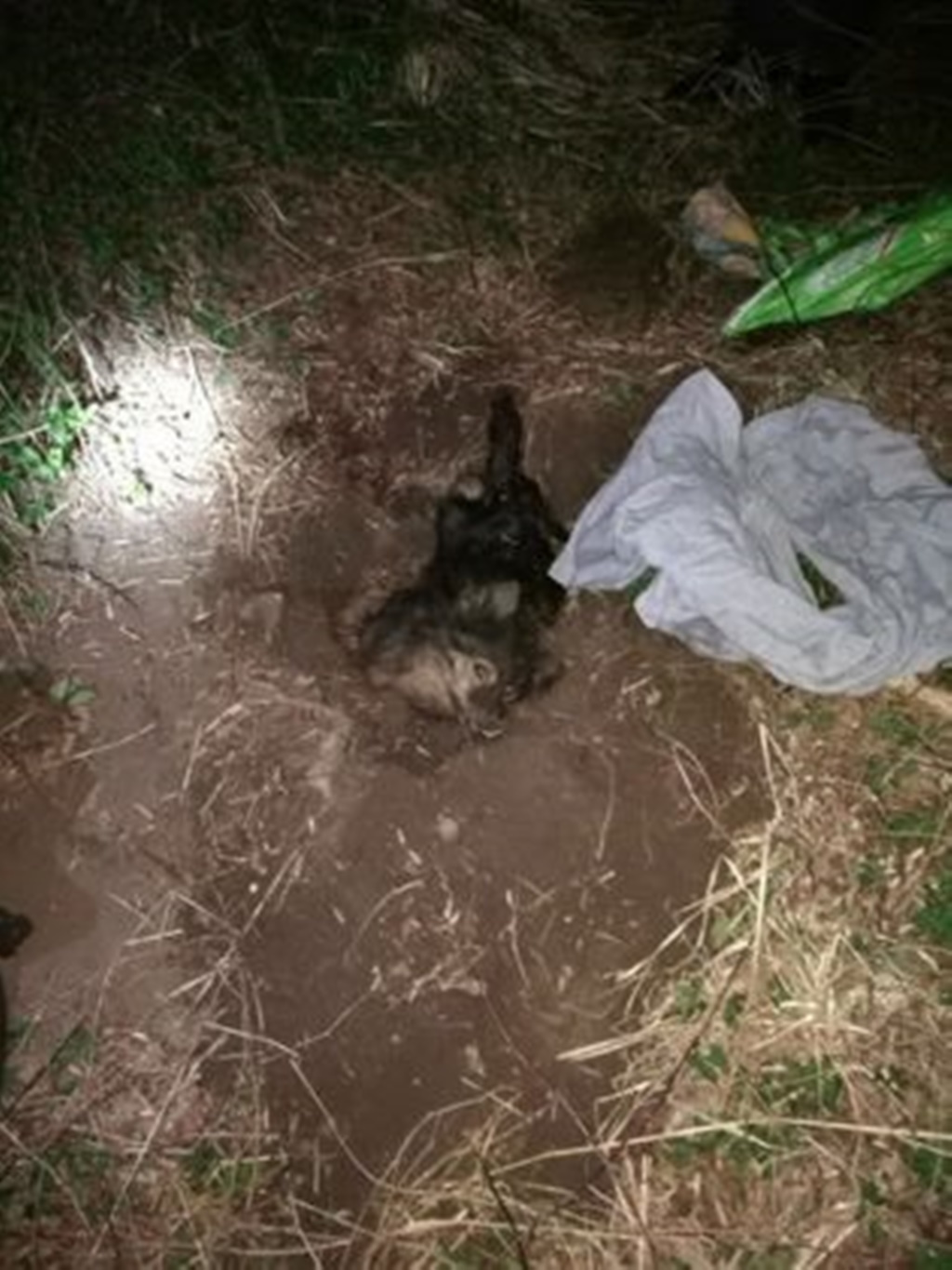 Zakopali psa żywcem - fot. Straż Miejska w Jaworznie