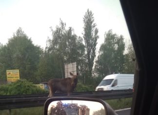 Łoś zablokował przejazd na trasie DK94 w Sosnowcu - fot. Facebook/Gdzie stoją w Sosnowcu - Paweł Matros