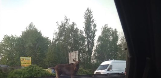 Łoś zablokował przejazd na trasie DK94 w Sosnowcu - fot. Facebook/Gdzie stoją w Sosnowcu - Paweł Matros