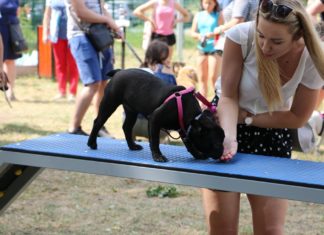 Otwarcie wybiegu dla psów „Aubuś” w Czeladzi – fot. UM Czeladź
