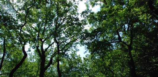 Drzewa w Dąbrowie Górniczej - fot. UM Dąbrowa Górnicza