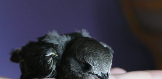 Jerzyki - fot. Pixabay