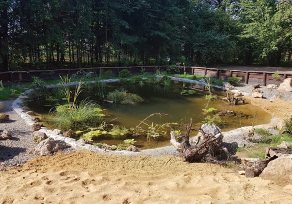 Ż&oacute;łwie błotne w Siewierzu - fot. Urząd Miasta i Gminy Siewierz