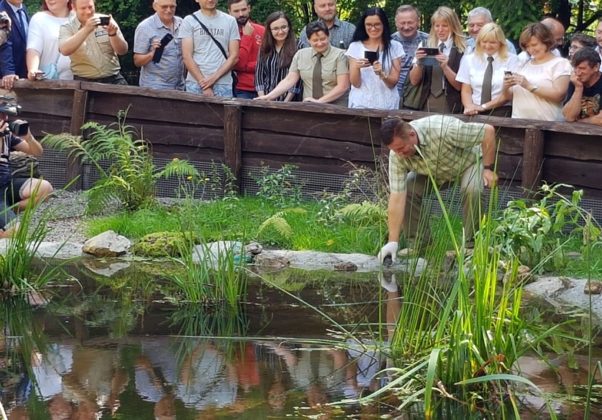 Ż&oacute;łwie błotne w Siewierzu - fot. Urząd Miasta i Gminy Siewierz
