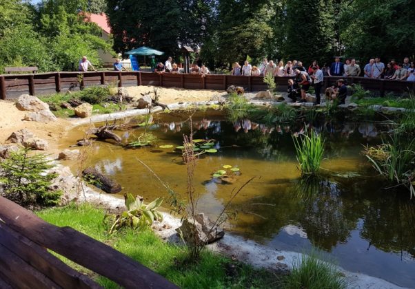 Ż&oacute;łwie błotne w Siewierzu - fot. Urząd Miasta i Gminy Siewierz