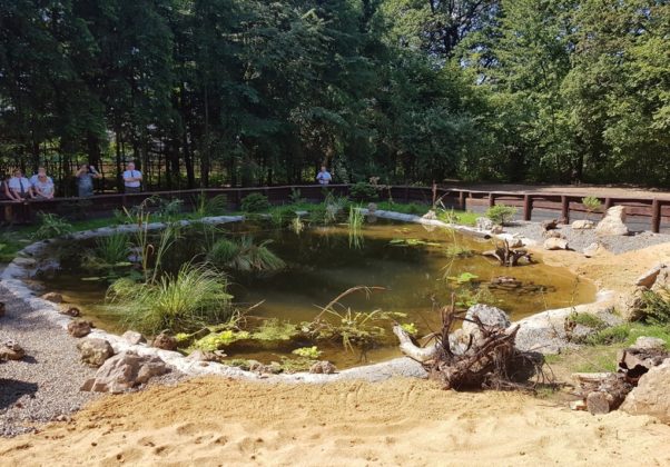 Ż&oacute;łwie błotne w Siewierzu - fot. Urząd Miasta i Gminy Siewierz