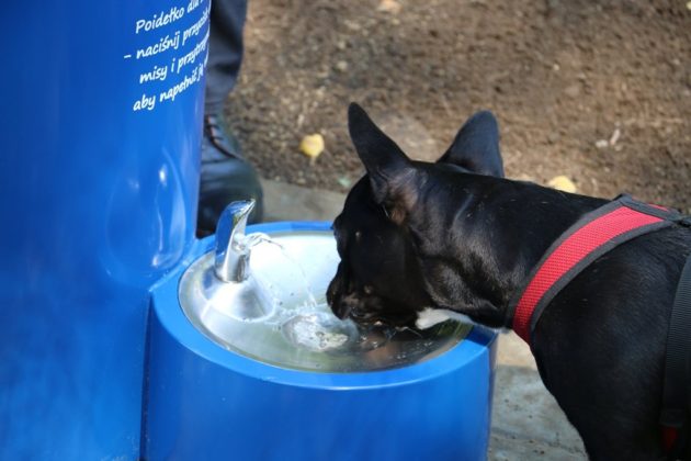 W Czeladzi pojawiły się poidełka &ndash; fot. UM Czeladź